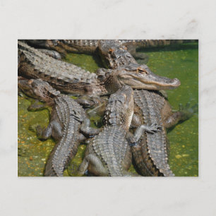 amerikaanse alligators briefkaart