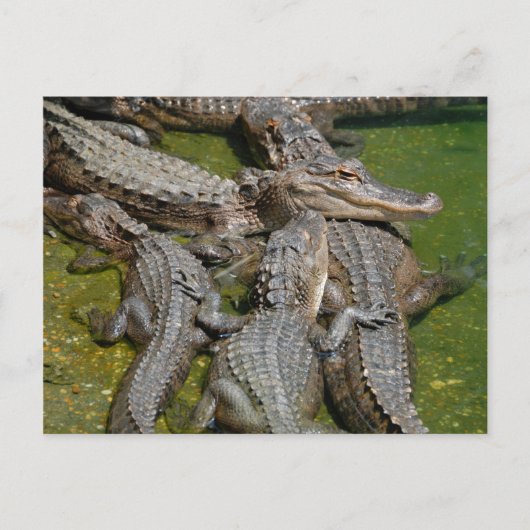 amerikaanse alligators briefkaart (Voorkant)