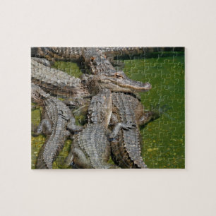Amerikaanse Alligators Legpuzzel