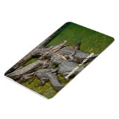 Amerikaanse Alligators Magneet (Linkerzijde)