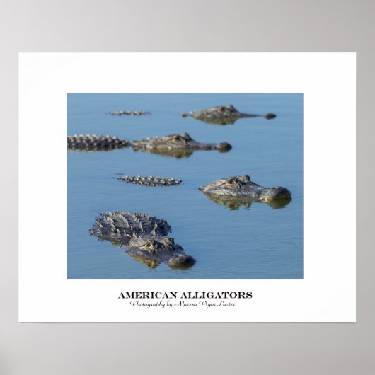 Amerikaanse Alligators Poster (Voorkant)