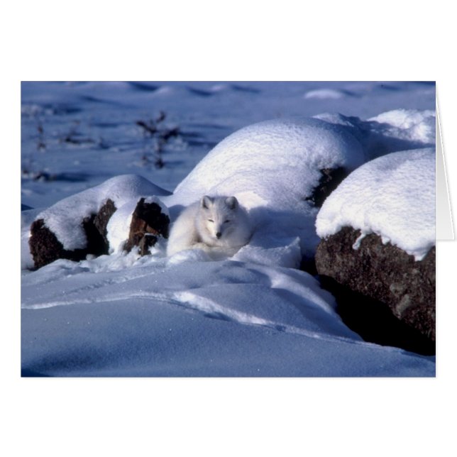 Amerikaanse Arctic Fox (Voorkant Horizontaal)