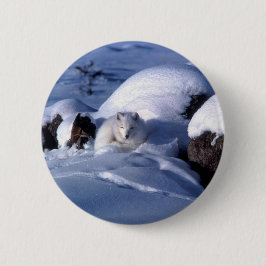 Amerikaanse Arctic Fox Ronde Button 5,7 Cm