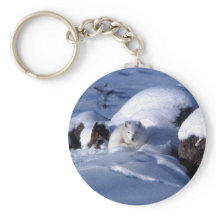 Amerikaanse Arctic Fox