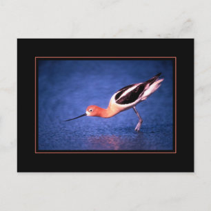 Amerikaanse Avocet Ansichtkaart Briefkaart