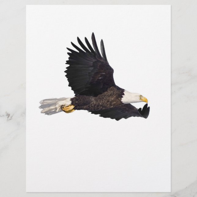 Amerikaanse Bald-adelaar (Voorkant)