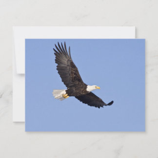 Amerikaanse Bald Eagle