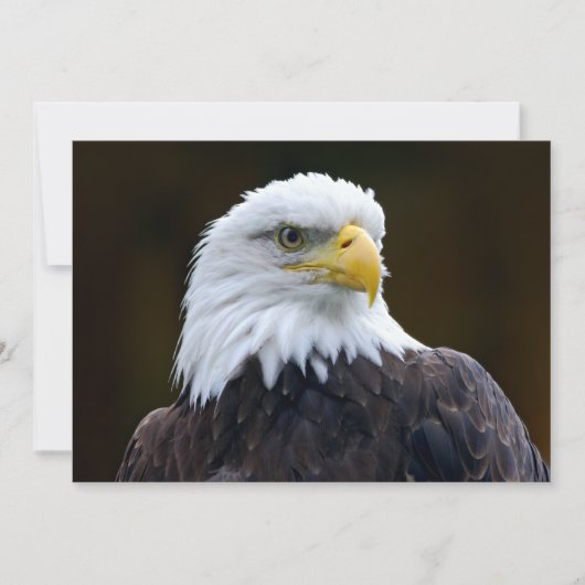 Amerikaanse Bald Eagle (Voorkant)
