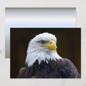 Amerikaanse Bald Eagle (Voorkant / Achterkant)