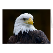 Amerikaanse Bald Eagle (Voorkant Horizontaal)