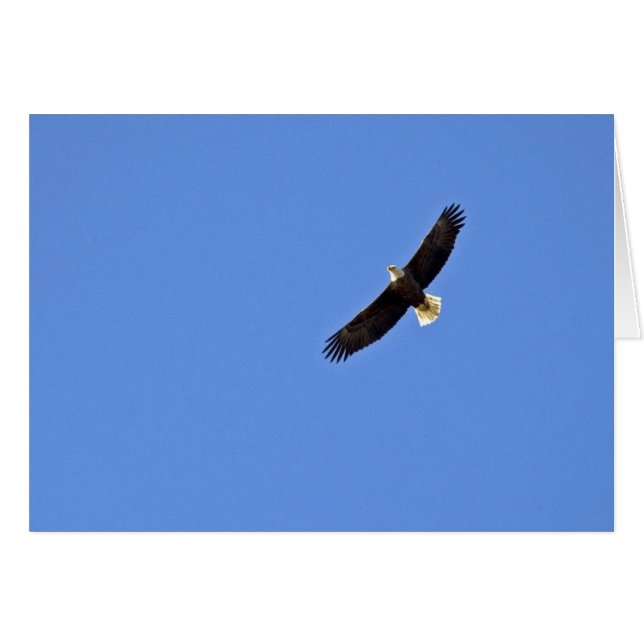 Amerikaanse Bald Eagle (Voorkant Horizontaal)