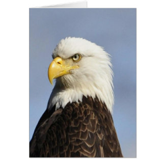 Amerikaanse Bald Eagle