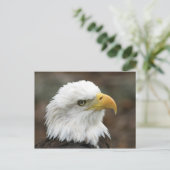 Amerikaanse Bald Eagle 2 Briefkaart (Staand voorkant)