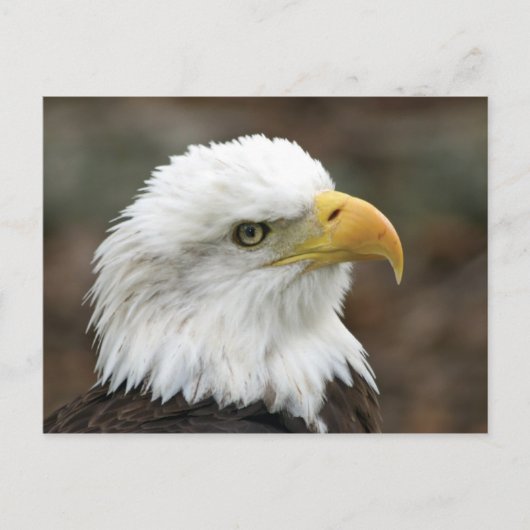 Amerikaanse Bald Eagle 2 Briefkaart (Voorkant)