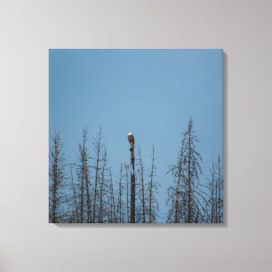 Amerikaanse Bald Eagle 8974 Canvas Afdruk