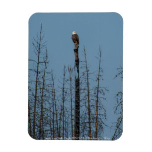 Amerikaanse Bald Eagle 8974 Magneet