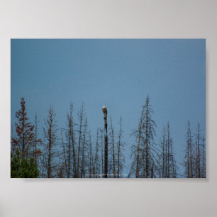 Amerikaanse Bald Eagle 8974 Poster