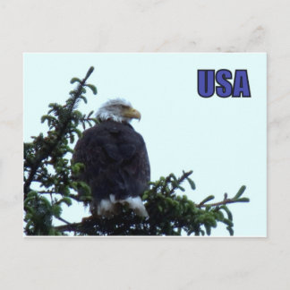 Amerikaanse Bald Eagle Briefkaart