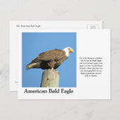 Amerikaanse Bald Eagle Briefkaart (Voorkant / Achterkant)