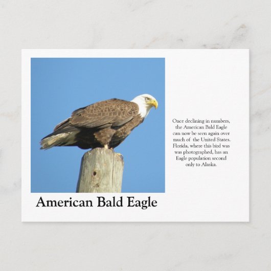 Amerikaanse Bald Eagle Briefkaart (Voorkant)
