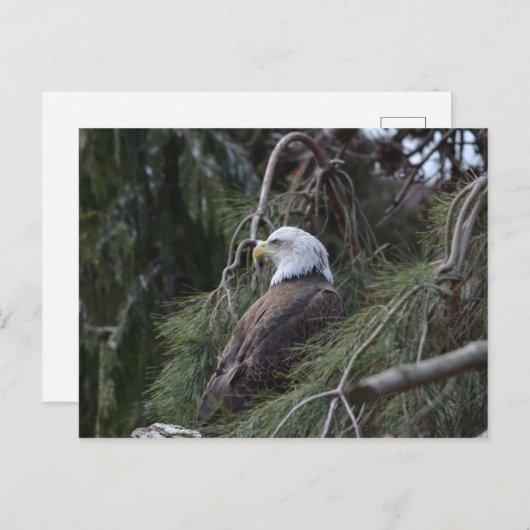 Amerikaanse Bald Eagle Briefkaart (Voorkant / Achterkant)