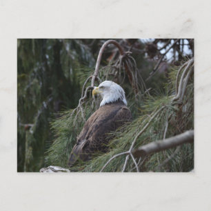 Amerikaanse Bald Eagle Briefkaart