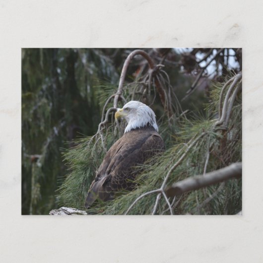 Amerikaanse Bald Eagle Briefkaart (Voorkant)