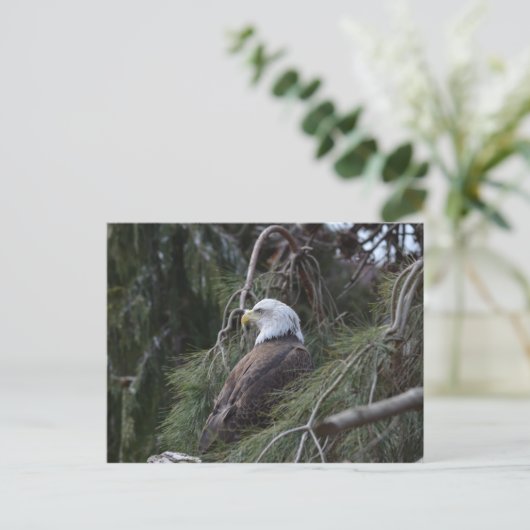 Amerikaanse Bald Eagle Briefkaart (Staand voorkant)