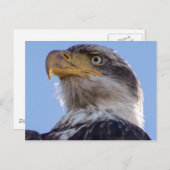 Amerikaanse Bald Eagle Briefkaart (Voorkant / Achterkant)