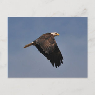 Amerikaanse Bald Eagle Briefkaart