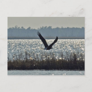 Amerikaanse Bald Eagle Briefkaart