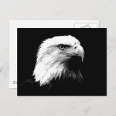 Amerikaanse Bald Eagle Briefkaart (Voorkant / Achterkant)