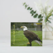 Amerikaanse Bald Eagle Briefkaart (Staand voorkant)