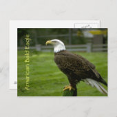 Amerikaanse Bald Eagle Briefkaart (Voorkant / Achterkant)