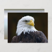 Amerikaanse Bald Eagle Briefkaart (Voorkant / Achterkant)