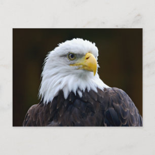 Amerikaanse Bald Eagle Briefkaart