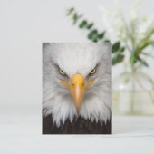 Amerikaanse Bald Eagle Close-up Foto Briefkaart (Staand voorkant)