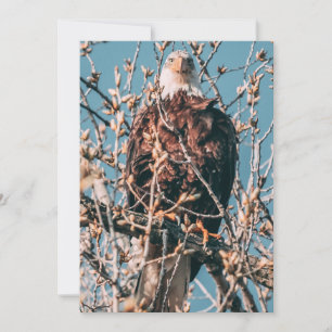 Amerikaanse Bald Eagle Feestdagenkaart