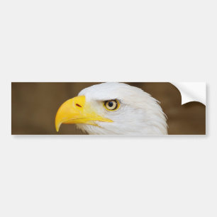 Amerikaanse Bald Eagle Haliaeetus Leucocephalus Bumpersticker