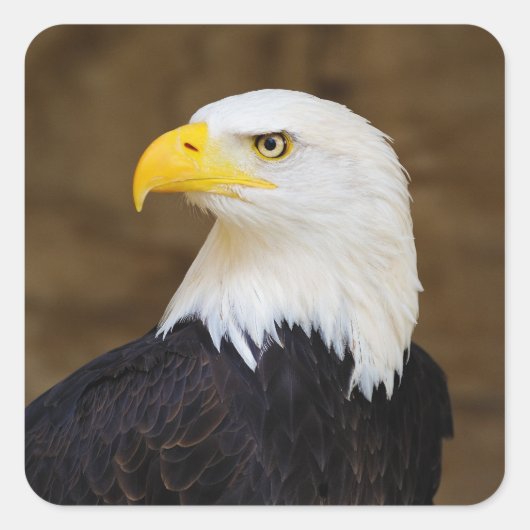 Amerikaanse Bald Eagle Haliaeetus Leucocephalus Vierkante Sticker (Voorkant)