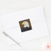 Amerikaanse Bald Eagle Haliaeetus Leucocephalus Vierkante Sticker (Envelop)