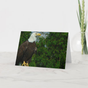 Amerikaanse Bald Eagle Kaart