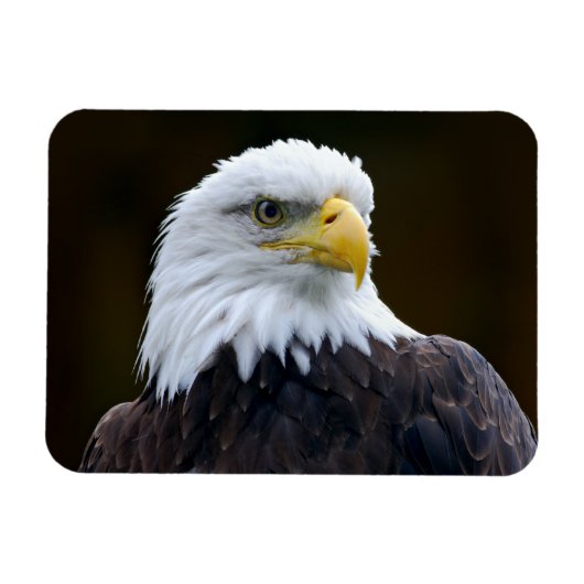 Amerikaanse Bald Eagle Magneet (Horizontaal)