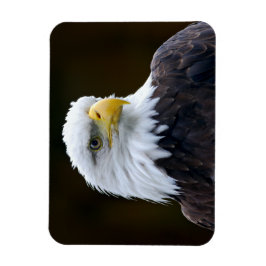 Amerikaanse Bald Eagle Magneet