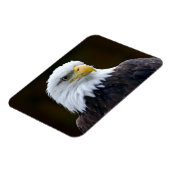 Amerikaanse Bald Eagle Magneet (Linkerzijde)