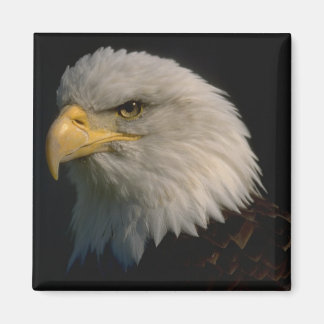 Amerikaanse Bald Eagle Magneet