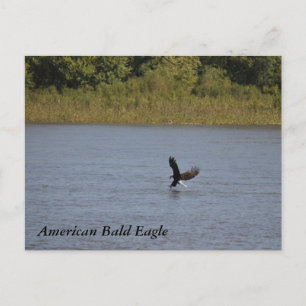 Amerikaanse Bald Eagle ~ Minnesota Briefkaart