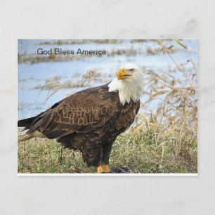 Amerikaanse Bald Eagle op een Briefkaart