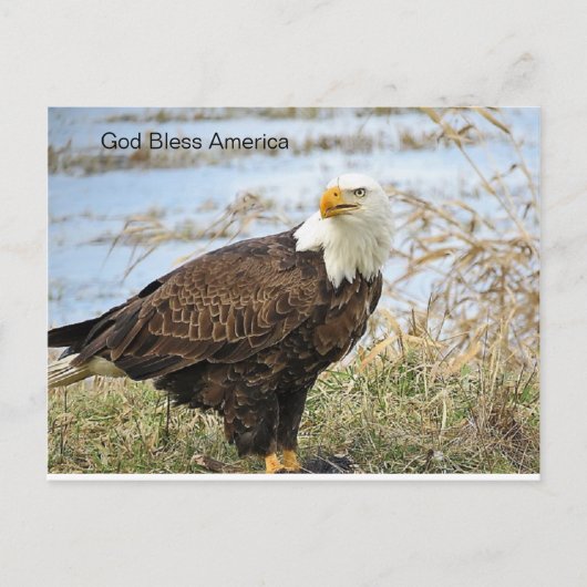 Amerikaanse Bald Eagle op een Briefkaart (Voorkant)