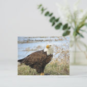 Amerikaanse Bald Eagle op een Briefkaart (Staand voorkant)